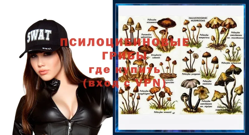 Псилоцибиновые грибы Psilocybe  магазин  наркотиков  Балей 